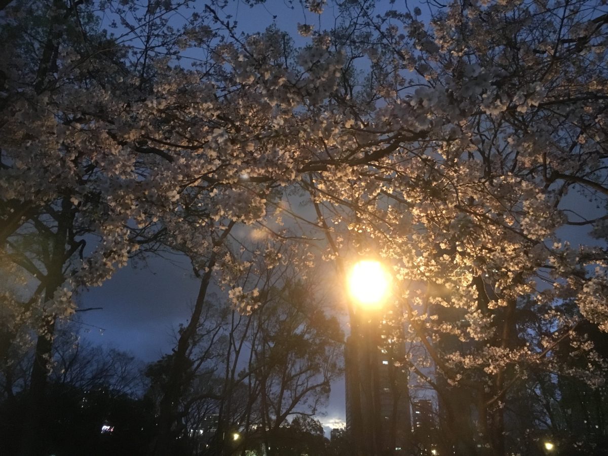 03/31/2019  First Night Sakura Walk