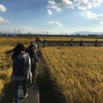 10/28/2018 walk in the countryside: Koi & Goldfish farms + museum