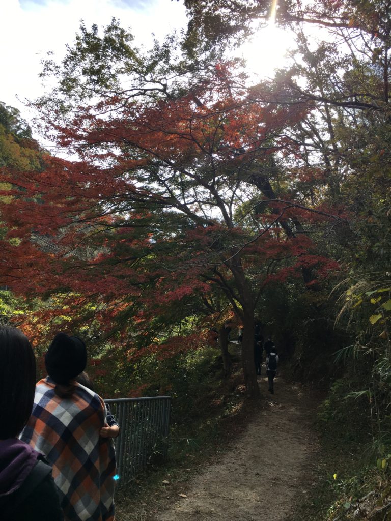 11/23/2018 Longest wooden footbridge in Japan Trek
