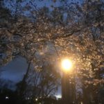 03/31/2019 First Night Sakura Walk