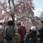 04/06/2019 Afternoon Bloom stroll in Satsukiyama