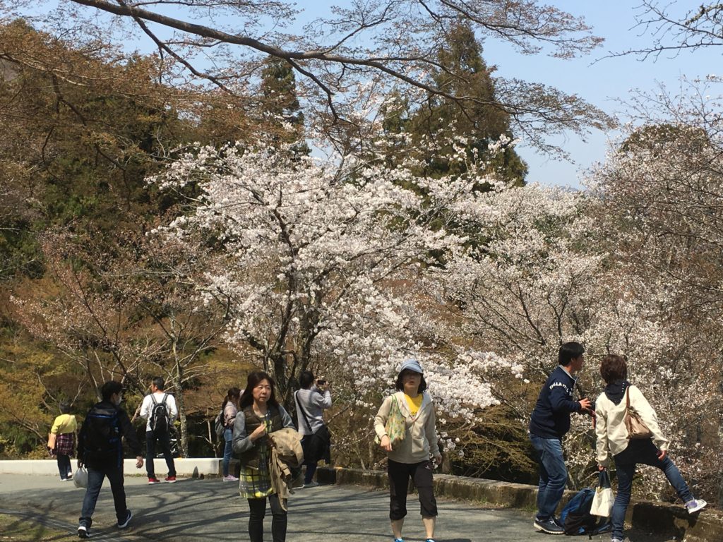04/07/2019 Yoshino Ultimate Cherry Blossom Walk