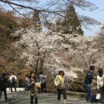 04/07/2019 Yoshino Ultimate Cherry Blossom Walk